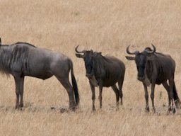 Bologonja_Seronera2009-46